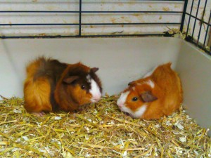 Guinea Pigs In C&C cage