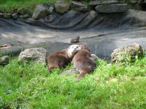 Two Otters By A River
