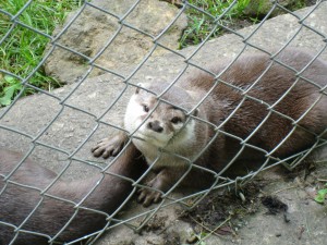 Otter