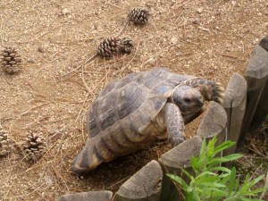 Marginated Tortoise