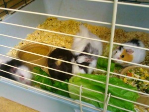 Baby Guinea Pigs In a Standard Cage