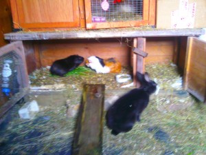 An arrangementt of two hutches