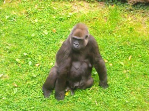 Female Gorilla