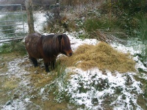 Gradbach with his winter coat, which lasts from October to early March