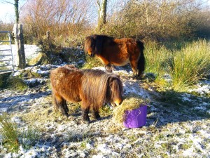 Gradbach and Tulip Eating Out The Trug