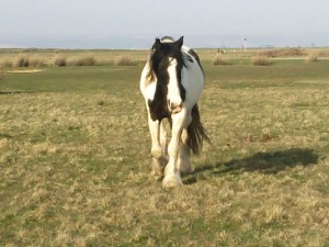 Piebald Horse