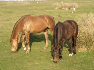Two Young Horses