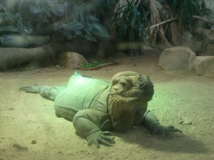 Rhinoceros Iguana