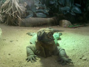 Rhinoceros Iguana