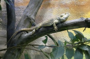 Central Bearded Dragon