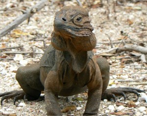 Brown Rhinoceros Iguana