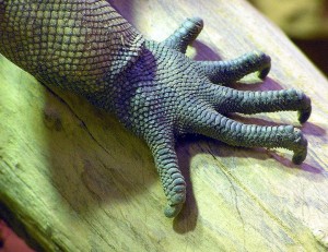 The Scaley foot of a Rhinoceros Iguana