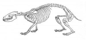 Hedgehog Skeleton