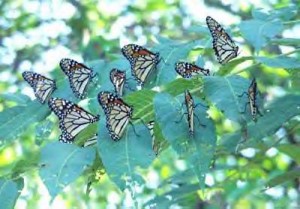 Monarch Butterflies