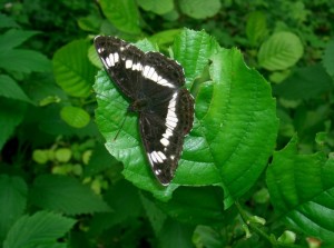 White Admiral Butterfly