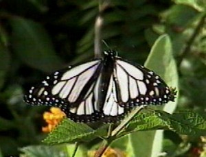 White Morph Monarch