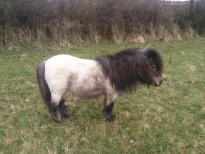 This miniature Shetland stallion has excellent confirmation and lineage.