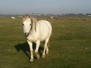 Grey Pony