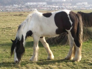 Piebald Horse