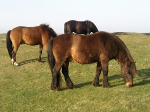 Three Bay Horses