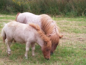 Hermits Velvet Rose, Mignon Velvet, aka Victor (foal)