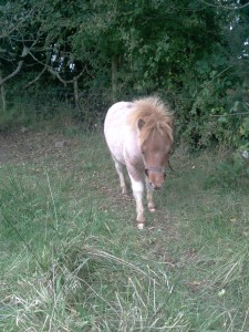 Victor with his head collar on