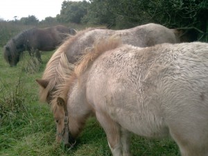 Victor, Rosie and Gradbach