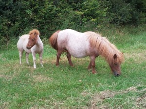 Rosie with her 2011 foal, Victor