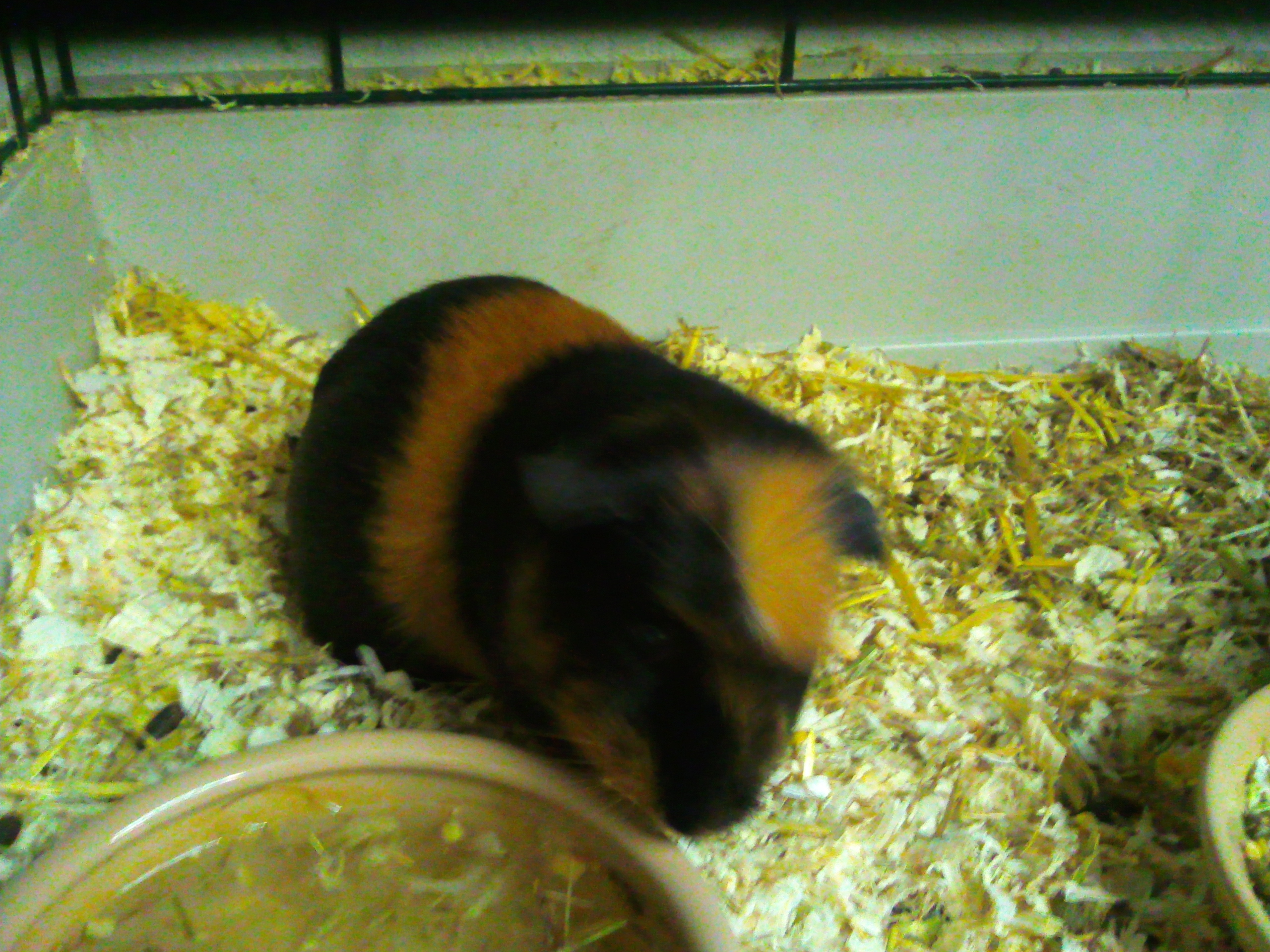 Guinea Pig