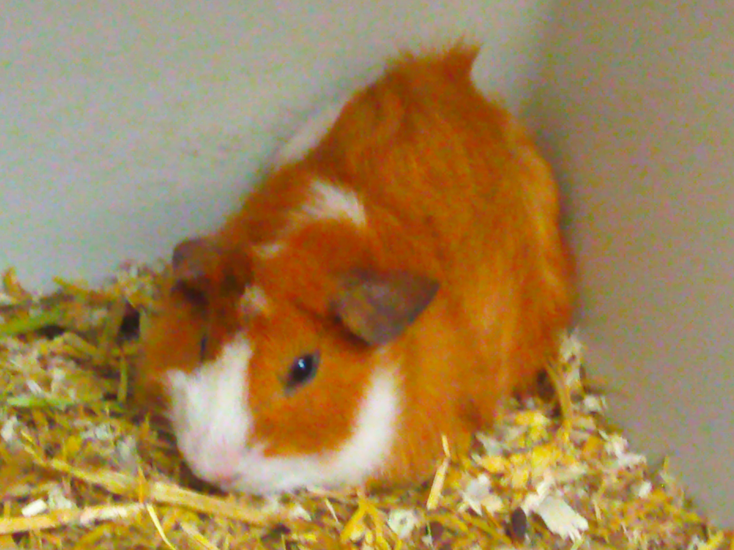 Guinea Pig