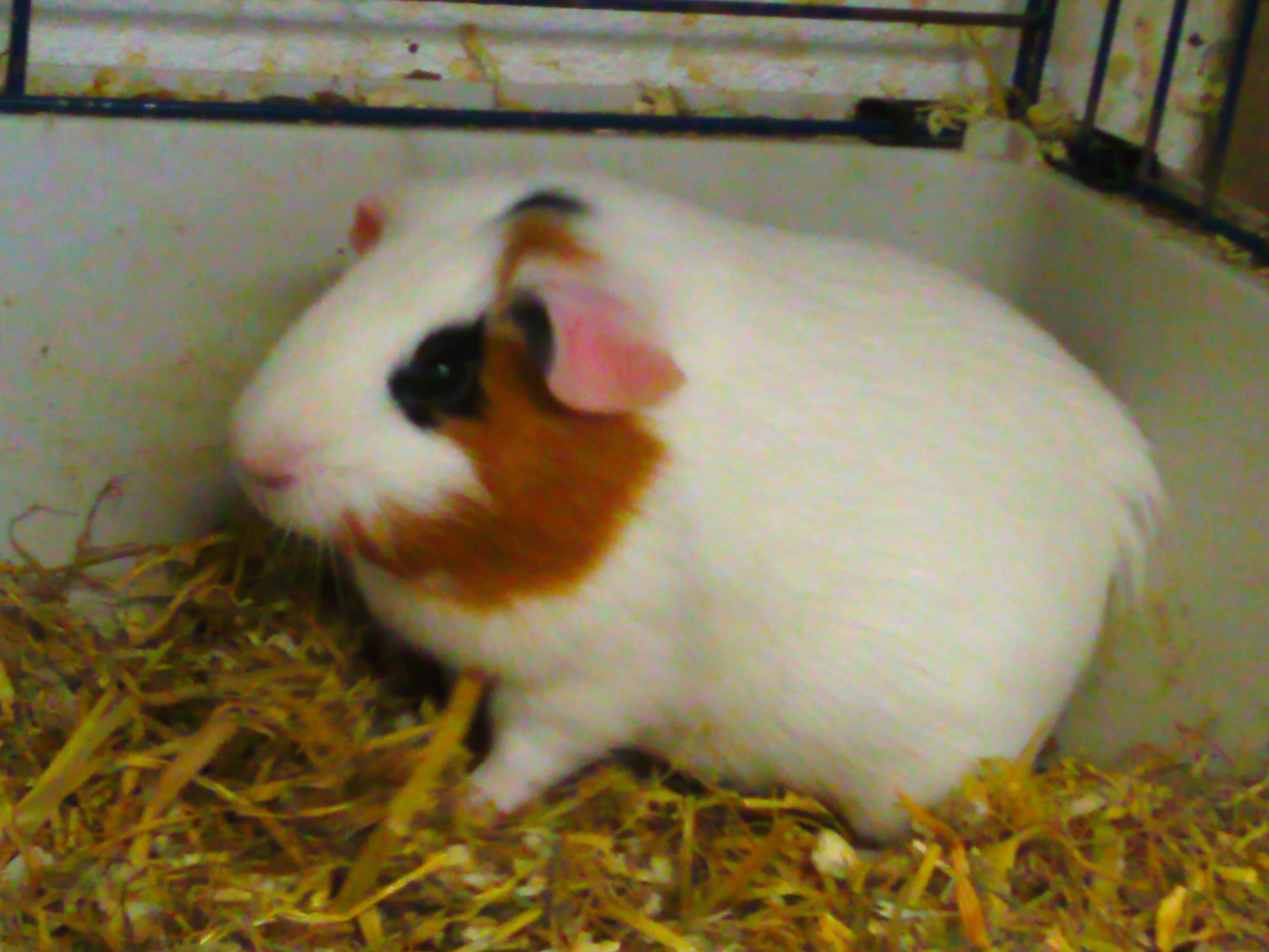 Guinea Pig Image