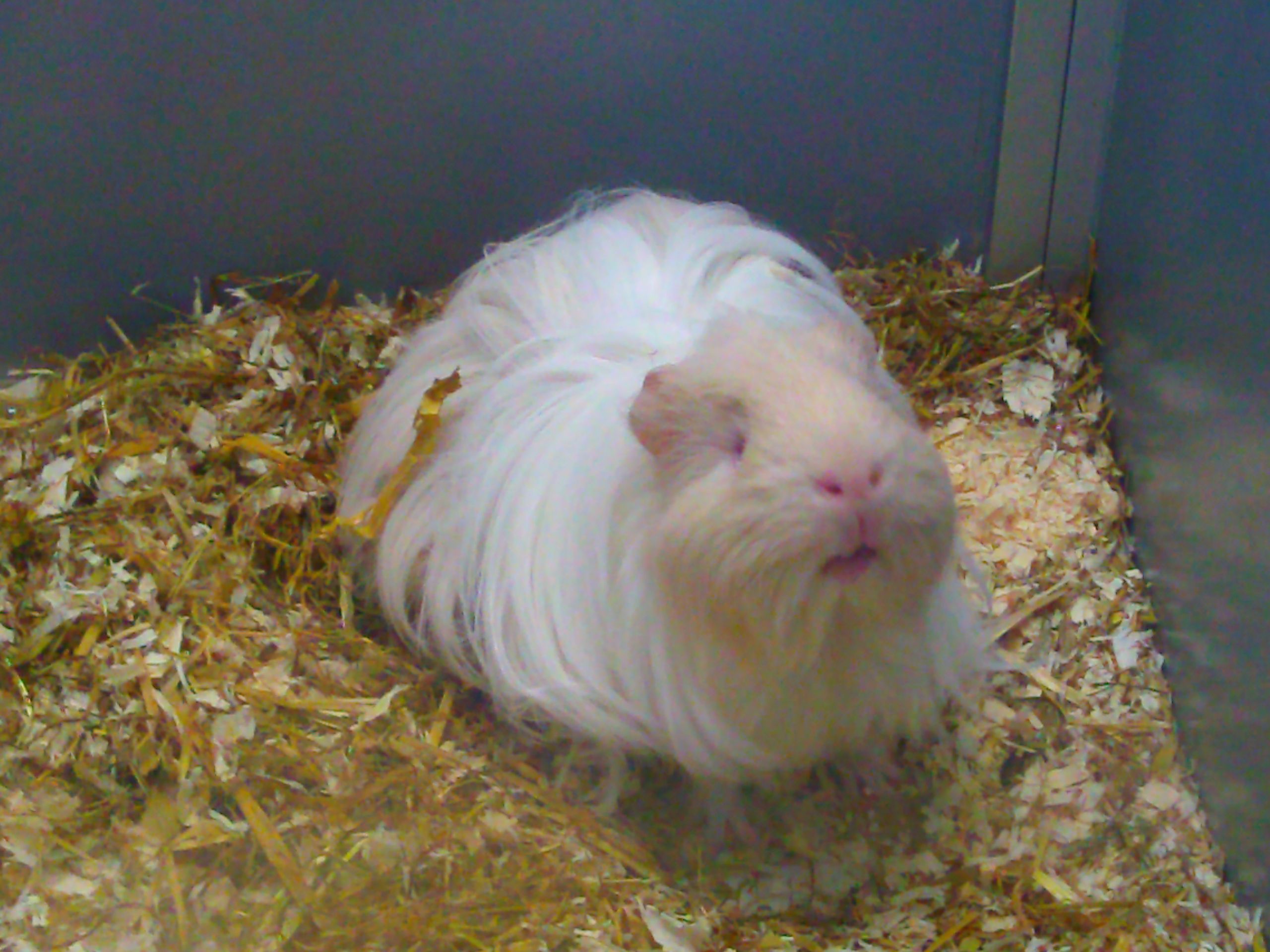 Peruvian Guinea Pig