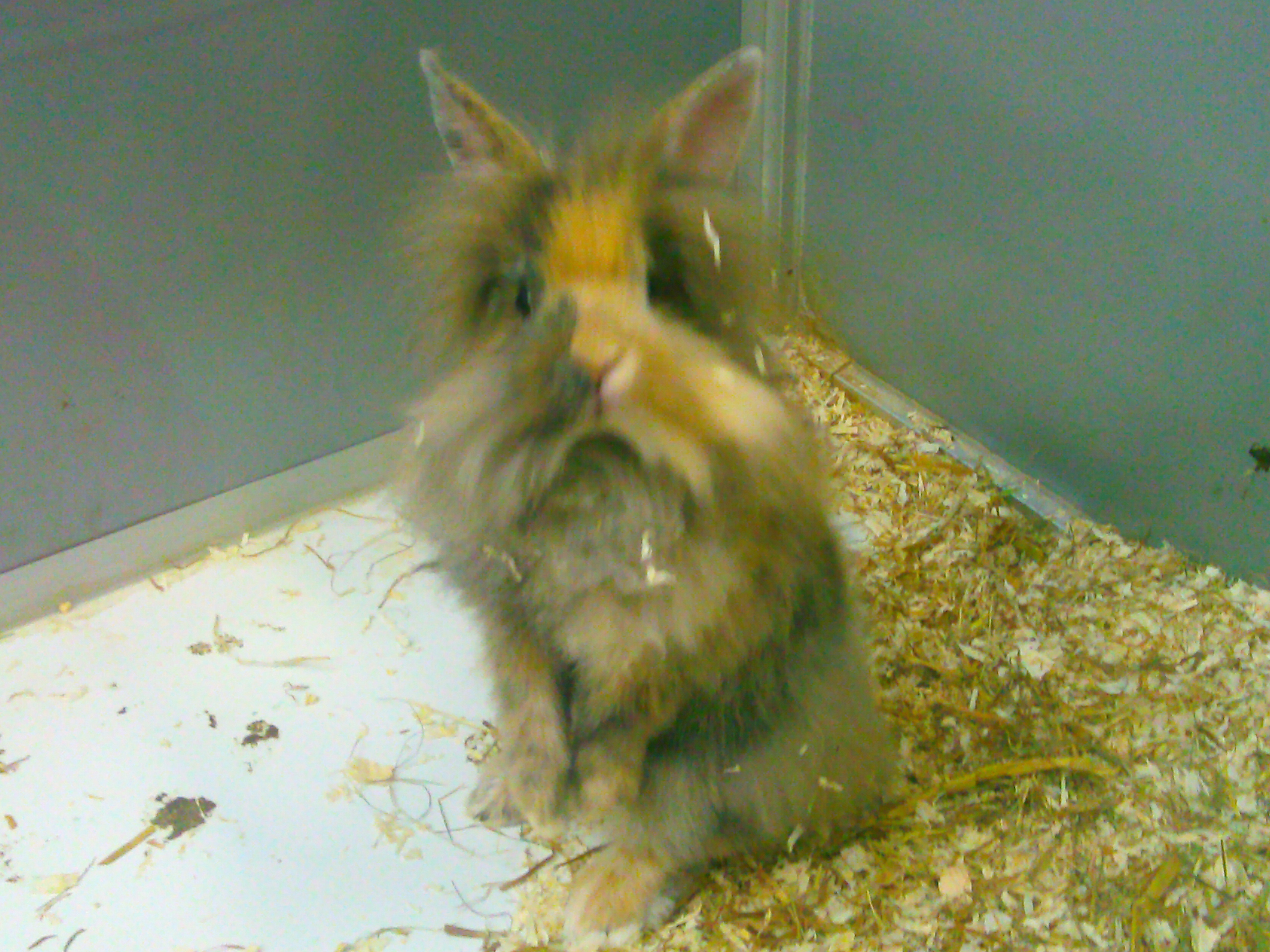 lionhead rabbit image