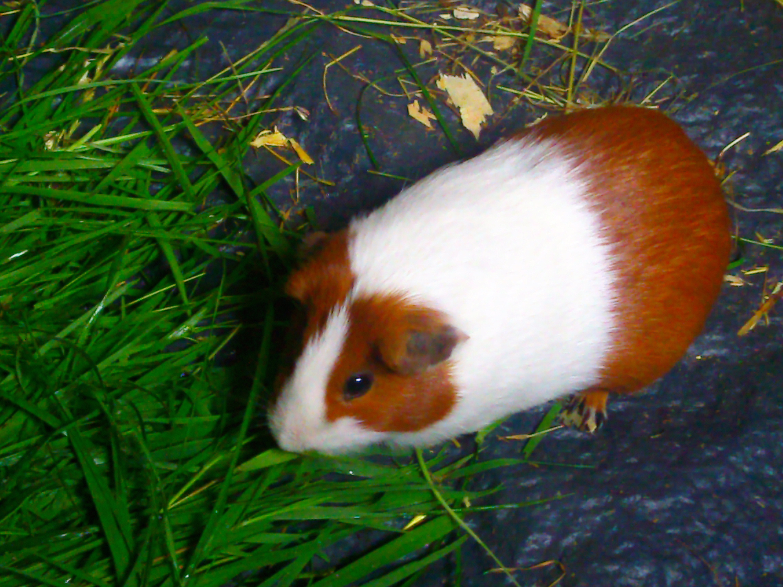 Short Haired Guinea Pig with Dutch Markings