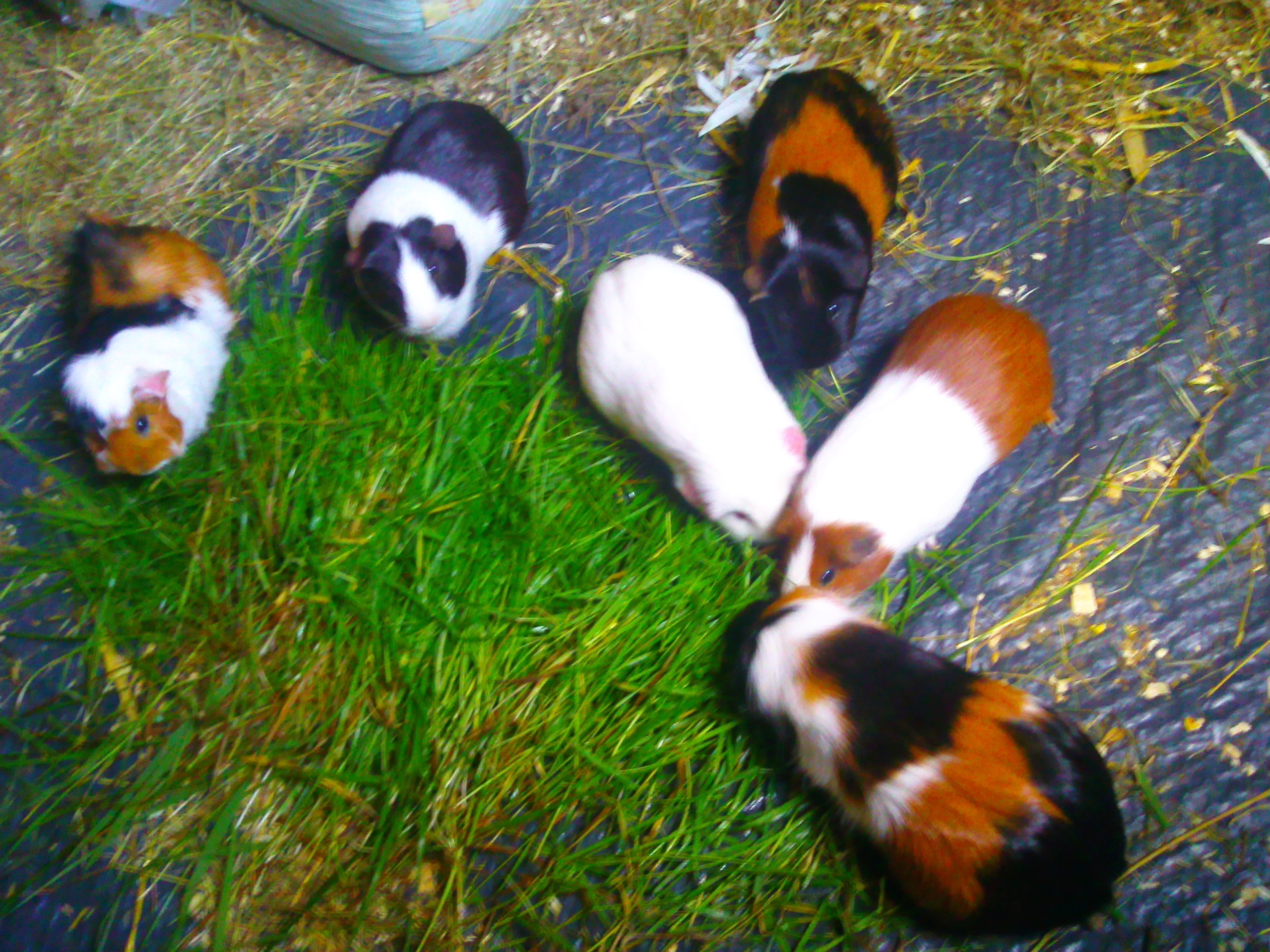 Guinea pigs image