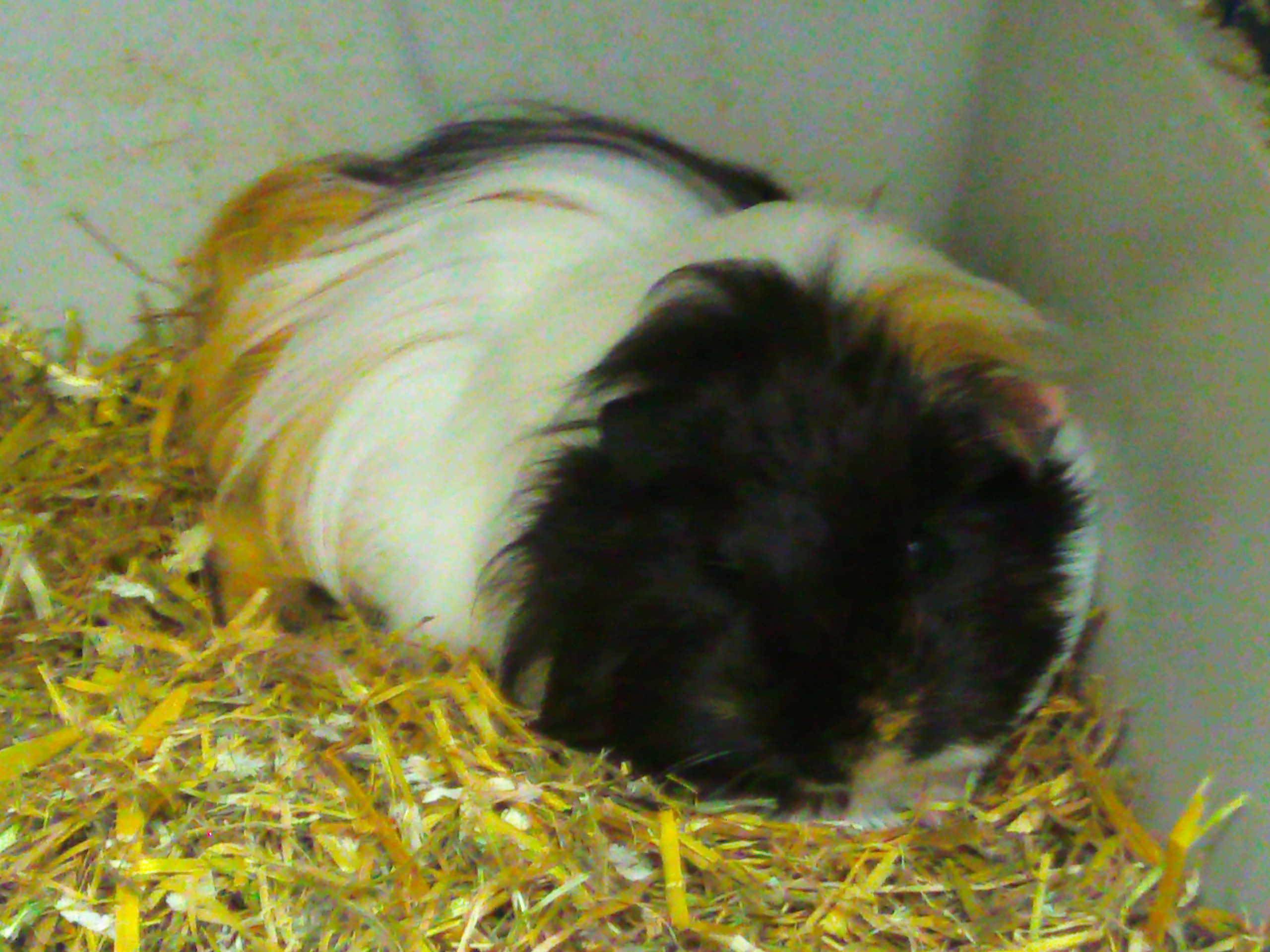 Silkie or Sheltie Guinea Pig