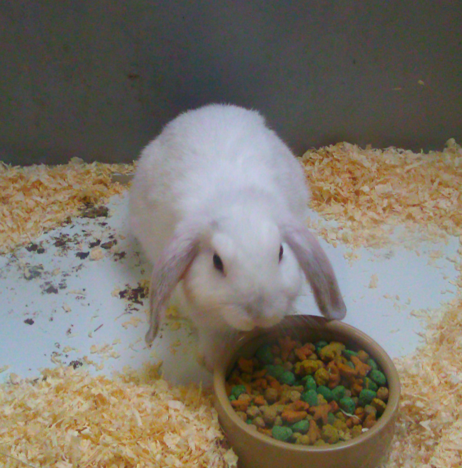 Image of White Rabbit Eating