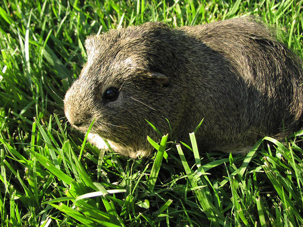 Silver Agouti Guinea Pig