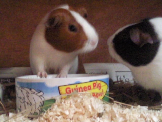 Can guinea pigs have nectarines top