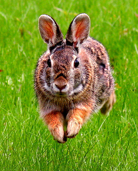 Swamp rabbit - Wikipedia