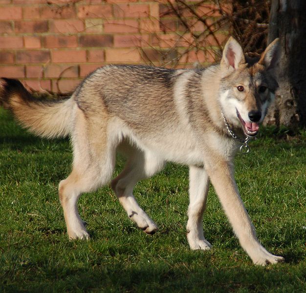 are tamaskan dogs good with cats